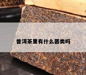 普洱茶里有什么菌类吗