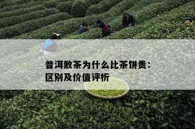 普洱散茶为什么比茶饼贵：区别及价值评析