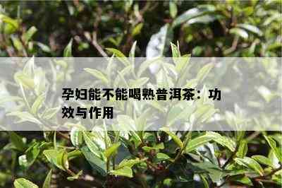 孕妇能不能喝熟普洱茶：功效与作用