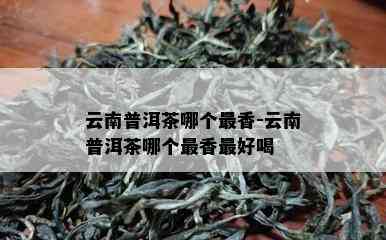 云南普洱茶哪个最香-云南普洱茶哪个最香更好喝