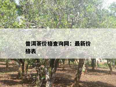 普洱茶价格查询网：最新价格表