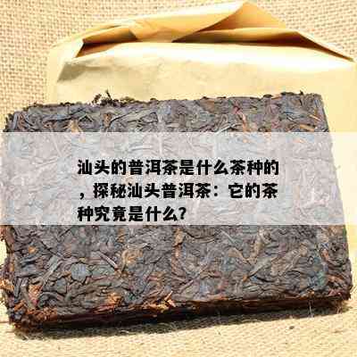 汕头的普洱茶是什么茶种的，探秘汕头普洱茶：它的茶种究竟是什么？