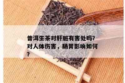 普洱生茶对肝脏有害处吗？对人体伤害，肠胃影响如何？