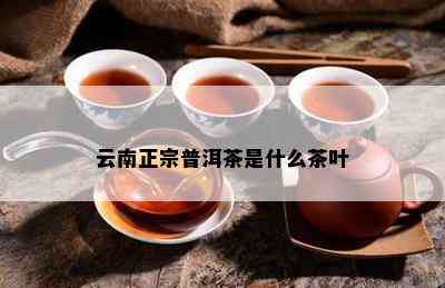 云南正宗普洱茶是什么茶叶