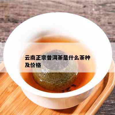 云南正宗普洱茶是什么茶种及价格