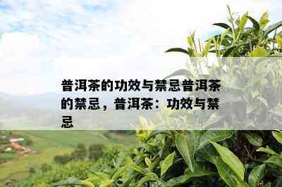 普洱茶的功效与禁忌普洱茶的禁忌，普洱茶：功效与禁忌