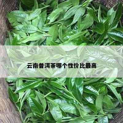 云南普洱茶哪个性价比更高