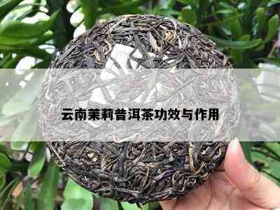 云南茉莉普洱茶功效与作用