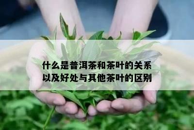 什么是普洱茶和茶叶的关系以及好处与其他茶叶的区别