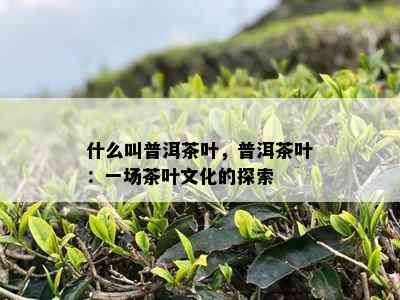 什么叫普洱茶叶，普洱茶叶：一场茶叶文化的探索