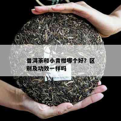 普洱茶和小青柑哪个好？区别及功效一样吗