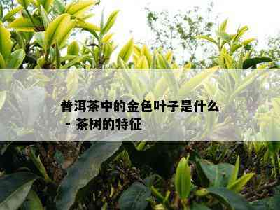 普洱茶中的金色叶子是什么 - 茶树的特征