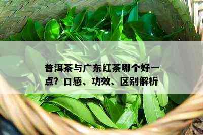 普洱茶与广东红茶哪个好一点？口感、功效、区别解析