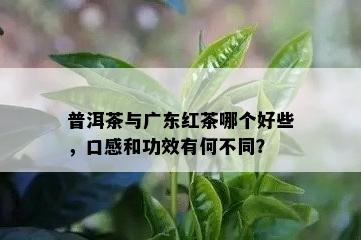 普洱茶与广东红茶哪个好些，口感和功效有何不同？