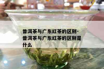 普洱茶与广东红茶的区别-普洱茶与广东红茶的区别是什么