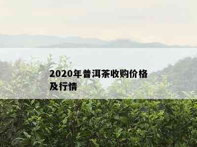 2020年普洱茶收购价格及行情