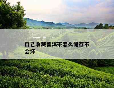 自己收藏普洱茶怎么储存不会坏