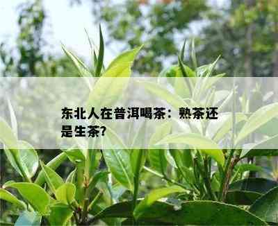 东北人在普洱喝茶：熟茶还是生茶？