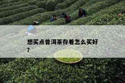 想买点普洱茶存着怎么买好？