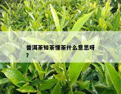 普洱茶知茶懂茶什么意思呀？