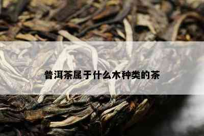 普洱茶属于什么木种类的茶