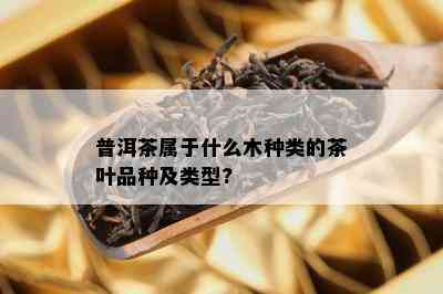 普洱茶属于什么木种类的茶叶品种及类型?