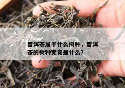 普洱茶属于什么树种，普洱茶的树种究竟是什么？