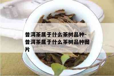 普洱茶属于什么茶树品种-普洱茶属于什么茶树品种图片