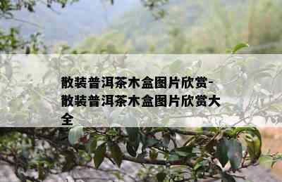 散装普洱茶木盒图片欣赏-散装普洱茶木盒图片欣赏大全