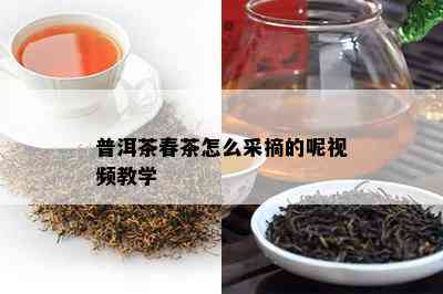 普洱茶春茶怎么采摘的呢视频教学