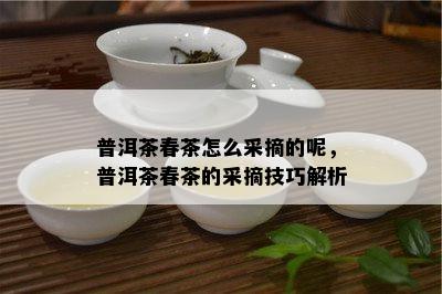 普洱茶春茶怎么采摘的呢，普洱茶春茶的采摘技巧解析