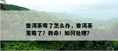 普洱茶霉了怎么办，普洱茶发霉了？救命！如何处理？