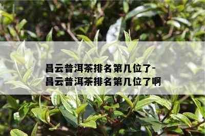 昌云普洱茶排名第几位了-昌云普洱茶排名第几位了啊