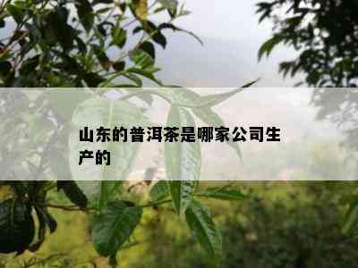 山东的普洱茶是哪家公司生产的