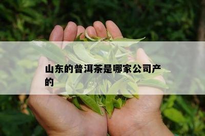 山东的普洱茶是哪家公司产的