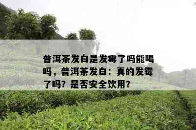 普洱茶发白是发霉了吗能喝吗，普洱茶发白：真的发霉了吗？是否安全饮用？