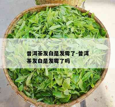 普洱茶发白是发霉了-普洱茶发白是发霉了吗