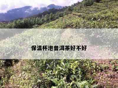 保温杯泡普洱茶好不好