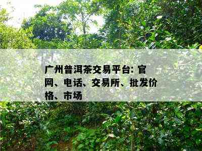 广州普洱茶交易平台: 官网、电话、交易所、批发价格、市场