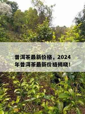 普洱茶最新价格，2024年普洱茶最新价格揭晓！