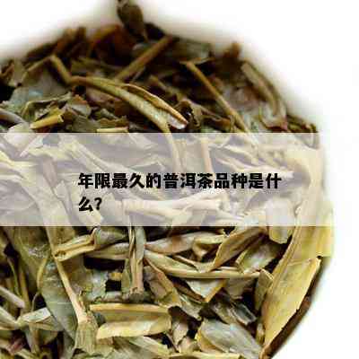 年限最久的普洱茶品种是什么？