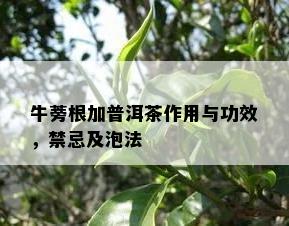 牛蒡根加普洱茶作用与功效，禁忌及泡法