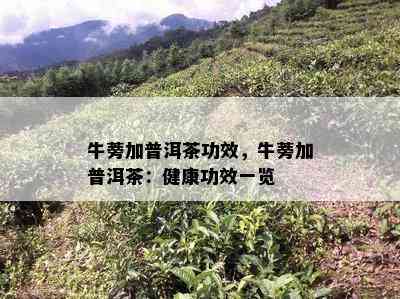 牛蒡加普洱茶功效，牛蒡加普洱茶：健康功效一览