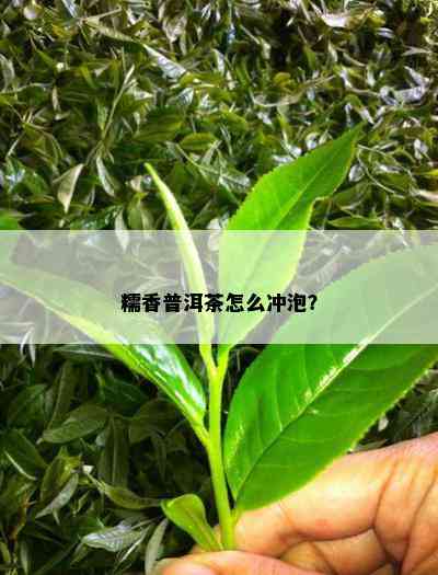 糯香普洱茶怎么冲泡？