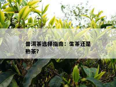 普洱茶选择指南：生茶还是熟茶？