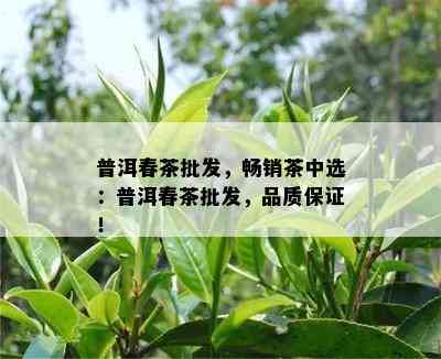 普洱春茶批发，畅销茶中选：普洱春茶批发，品质保证！