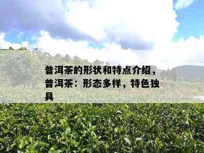 普洱茶的形状和特点介绍，普洱茶：形态多样，特色独具