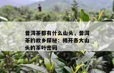 普洱茶都有什么山头，普洱茶的故乡探秘：揭开各大山头的茶叶密码