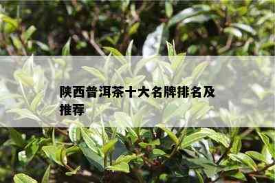 陕西普洱茶十大名牌排名及推荐