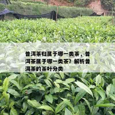 普洱茶归属于哪一类茶，普洱茶属于哪一类茶？解析普洱茶的茶叶分类